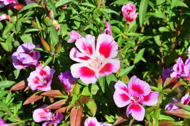 Flowers Godetia in the summer garden on a hot day clipart
