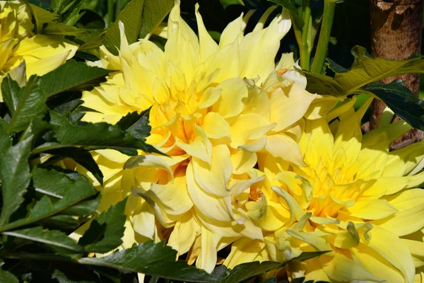 Dahlienblüte Gelb Sommergarten — Stockfoto