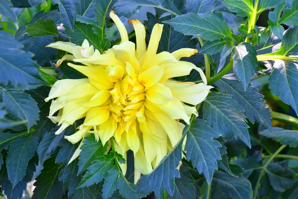 Dahlia Bloem Geel Zomertuin — Stockfoto