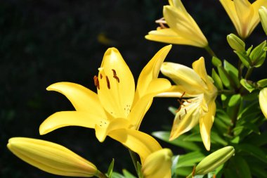 Bahçe Lily sarı yaz bahçesinde