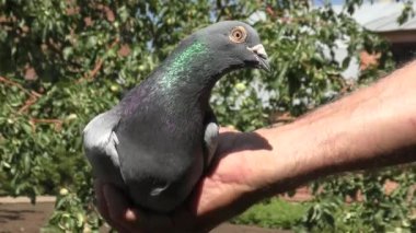 Posta güvercini el arabasında Yaz bahçesinde güvercinler