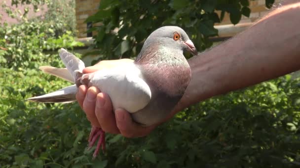 정원에서 비둘기를 훈련시키는 비둘기 — 비디오