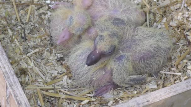 Two Newborns Postal Pigeons — Stock Video