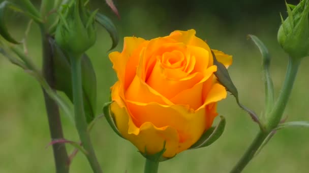Роза Желтая Летнем Саду — стоковое видео