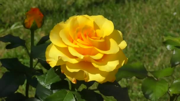 Τριαντάφυλλο Κίτρινο Στον Κήπο Καλοκαίρι — Αρχείο Βίντεο
