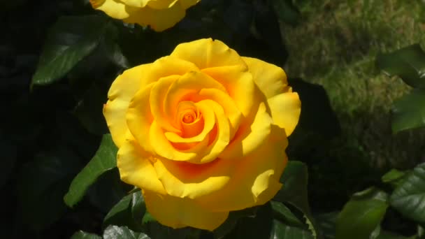 玫瑰黄色在夏天庭院里 — 图库视频影像