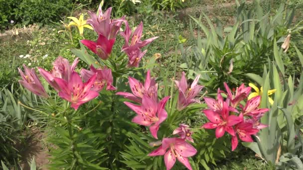 Garden Lily Violet Summer Garden — Stock Video