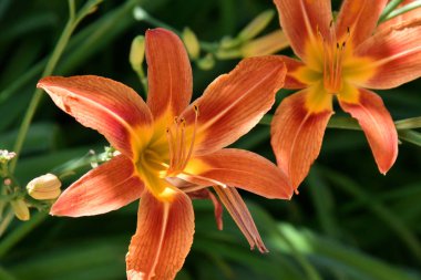 Bahçe Lily turuncu renkli bir yaz gününde