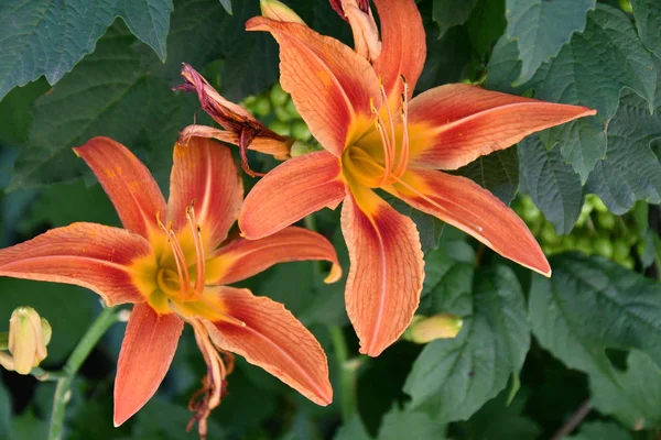 Jardín Lily Color Naranja Día Verano —  Fotos de Stock