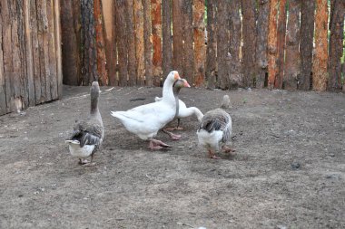 Sıcak bir yaz günü çiftlikte kaz