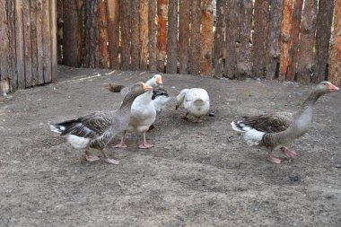 Sıcak bir yaz günü çiftlikte kaz