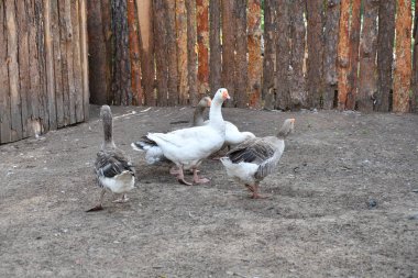 Sıcak bir yaz günü çiftlikte kaz