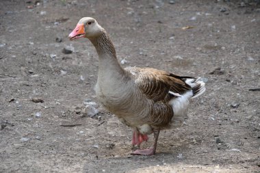 Sıcak bir yaz günü çiftlikte kaz