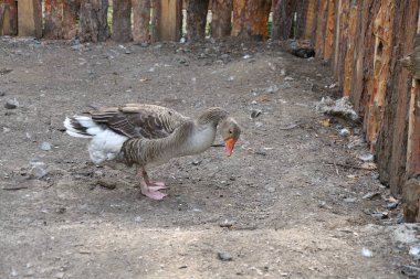 Sıcak bir yaz günü çiftlikte kaz