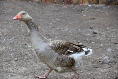 Sıcak bir yaz günü çiftlikte kaz