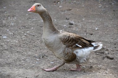 Sıcak bir yaz günü çiftlikte kaz