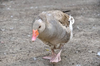 Sıcak bir yaz günü çiftlikte kaz