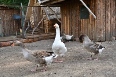 Sıcak bir yaz günü çiftlikte kaz
