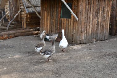 Sıcak bir yaz günü çiftlikte kaz