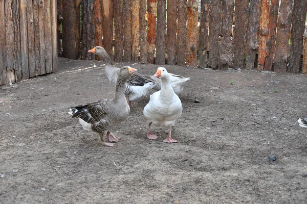 Geese Farm Hot Summer Day — Stock Photo, Image