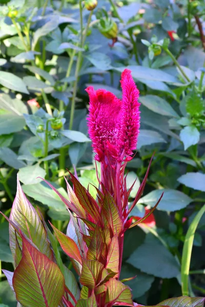 Amaranth Flor Jardim Verão Dia Quente — Fotografia de Stock