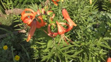 Llium lanciflium yaz bahçesinde