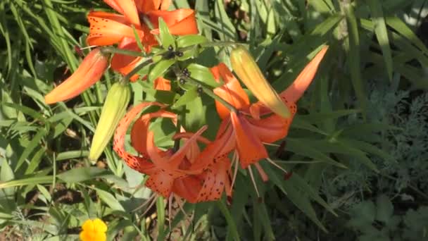 Llium Lanciflium Στον Καλοκαιρινό Κήπο — Αρχείο Βίντεο