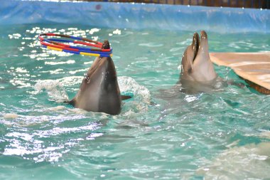 Yunus hoop egzersiziyle kapalı havuzda gerçekleştirir.