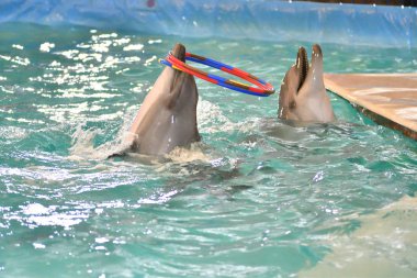 Yunus hoop egzersiziyle kapalı havuzda gerçekleştirir.