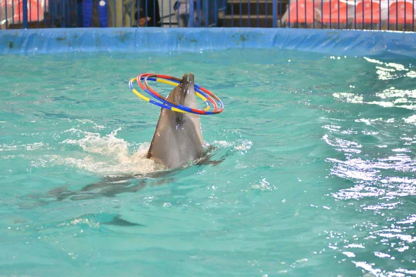 Dolphin Performs Exercises Hoop Indoor Pool — Stock Photo, Image