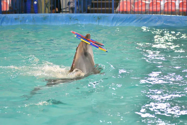 Delfin Macht Hallenbad Eine Übung Mit Reifen — Stockfoto