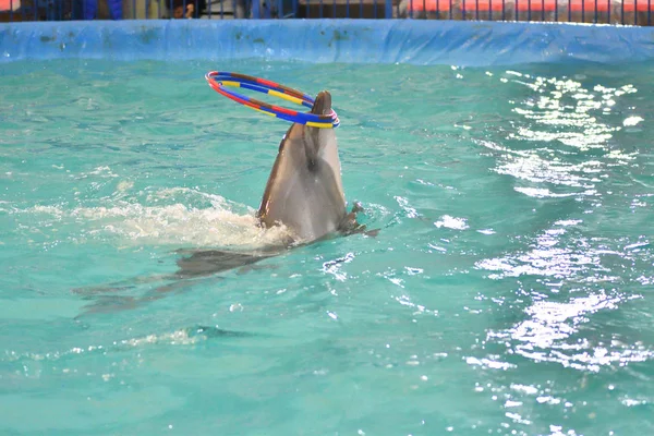 Delfin Macht Hallenbad Eine Übung Mit Reifen — Stockfoto