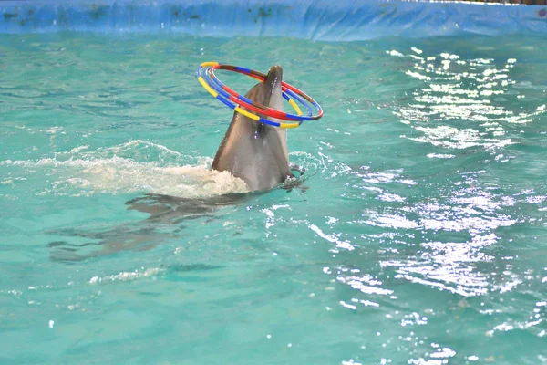 Delfin Wykonuje Ćwiczenia Hoop Krytym Basenie — Zdjęcie stockowe