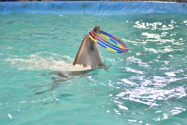 Дельфин Выполняет Упражнения Обручем Крытом Бассейне — стоковое фото