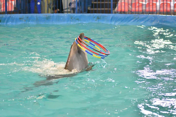 Delfin Macht Hallenbad Eine Übung Mit Reifen — Stockfoto
