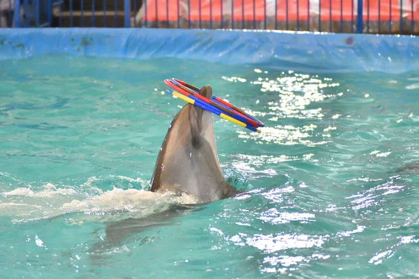 Dolfijn Voert Een Oefeningen Met Hoepel Het Overdekte Zwembad — Stockfoto