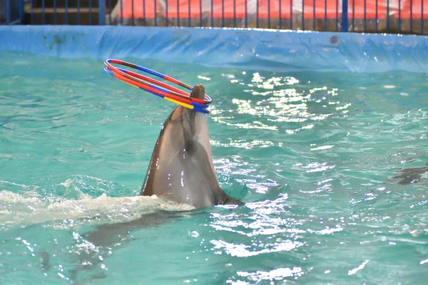 Dolphin Performs Exercises Hoop Indoor Pool — Stock Photo, Image