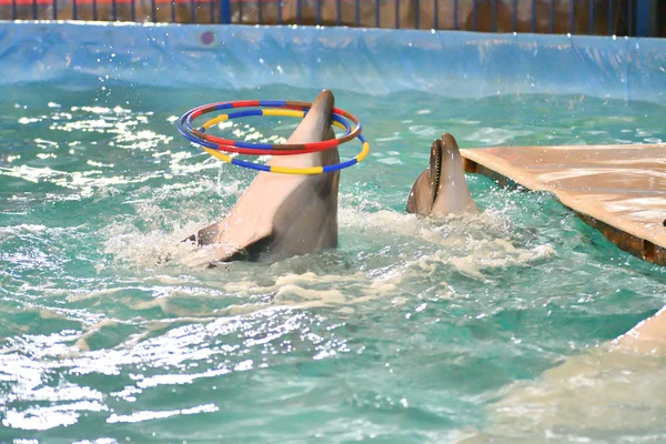 Golfinho Realiza Exercícios Com Aro Piscina Interior — Fotografia de Stock