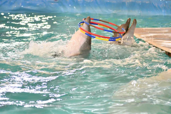 Dolphin Performs Exercises Hoop Indoor Pool — Stock Photo, Image