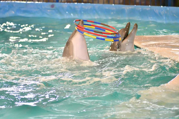 Dolphin Performs Exercises Hoop Indoor Pool — Stock Photo, Image