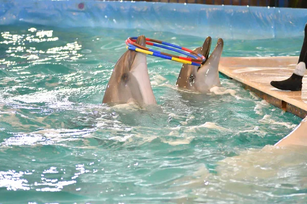 Dolphin Performs Exercises Hoop Indoor Pool — Stock Photo, Image