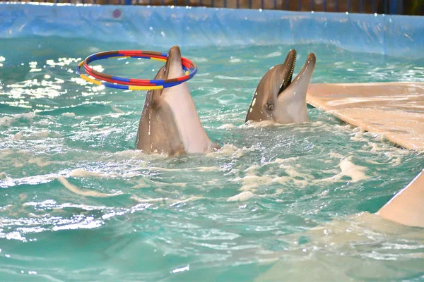 Dolphin Performs Exercises Hoop Indoor Pool — Stock Photo, Image