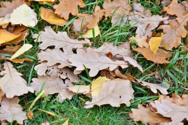 Şehir Parkı yağmurda sonra sonbahar yaprakları