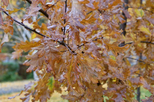 Otoño Sale Después Lluvia Parque Ciudad — Foto de Stock