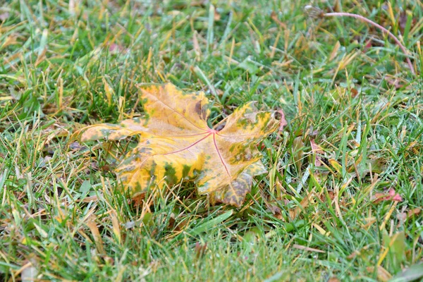 都市公園における雨上がりの紅葉 — ストック写真