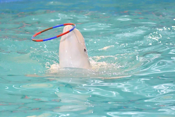 Keith Belukha Presteert Oefeningen Met Een Hoepel — Stockfoto