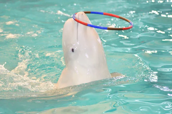 Keith Belukha Presteert Oefeningen Met Een Hoepel — Stockfoto