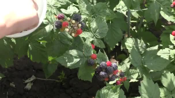 Een Jongen Verzamelt Blackberry Zomertuin — Stockvideo