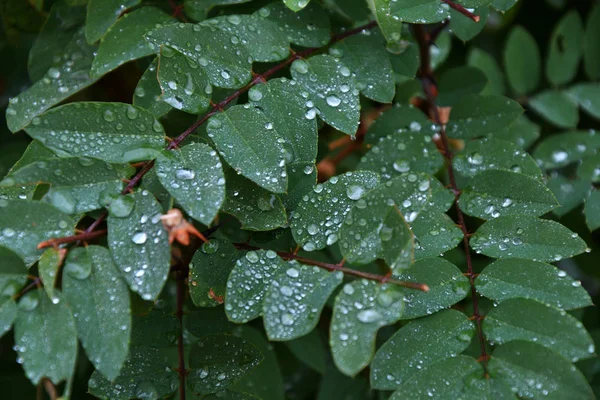 Autumn leaves after the rain in the City Park