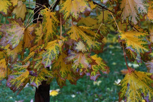 Foglie Autunnali Dopo Pioggia Nel Parco Cittadino — Foto Stock